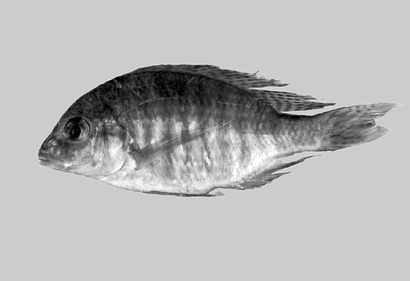 Lethrinops micrentodon